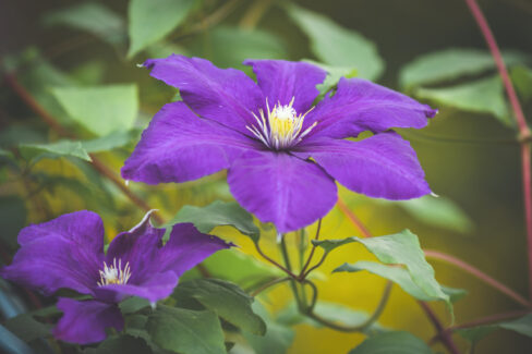 clematis-braune-blaetter