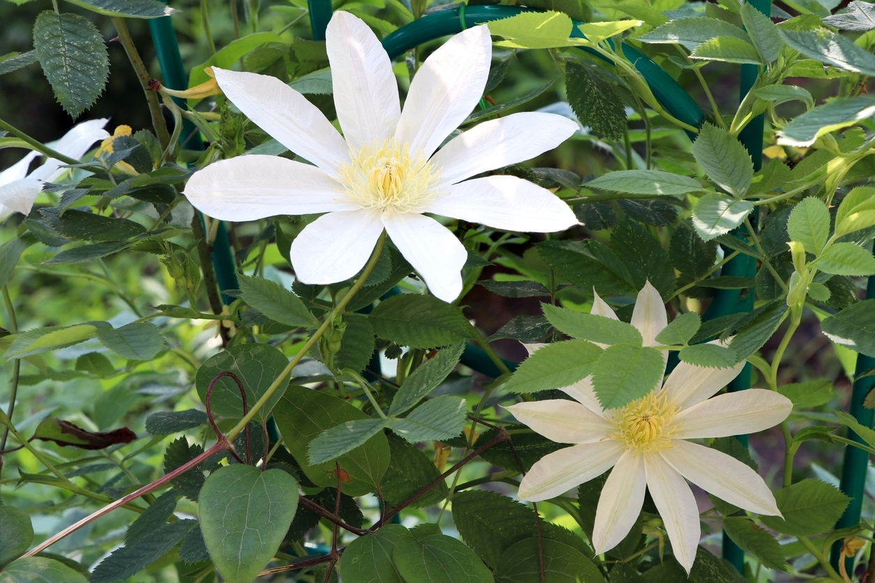 Unterpflanzung Für Clematis - Die Besten Tipps