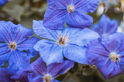 clematis-frost