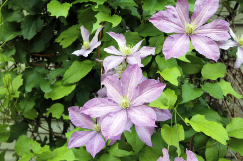 clematis-gelbe-blaetter