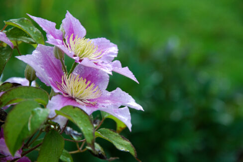 clematis-giessen