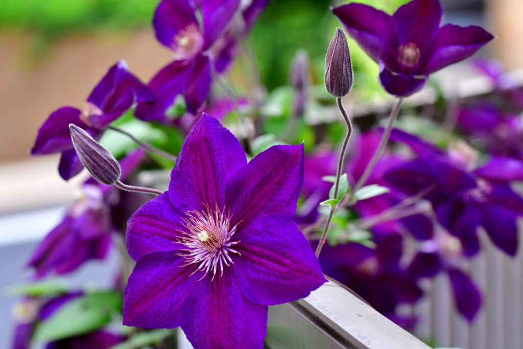 Clematis Wann muss man sie schneiden?