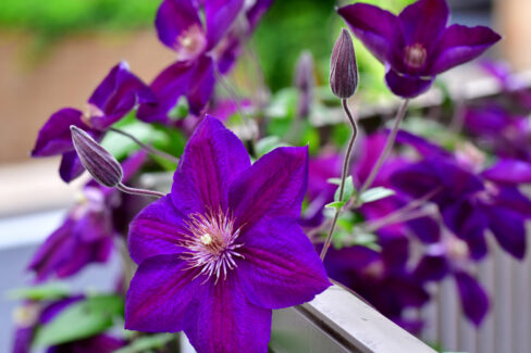 clematis-im-herbst-schneiden