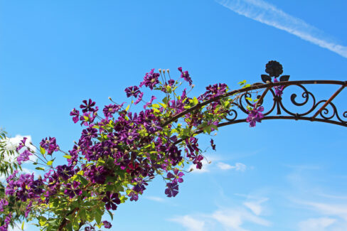 clematis-kletterpflanze