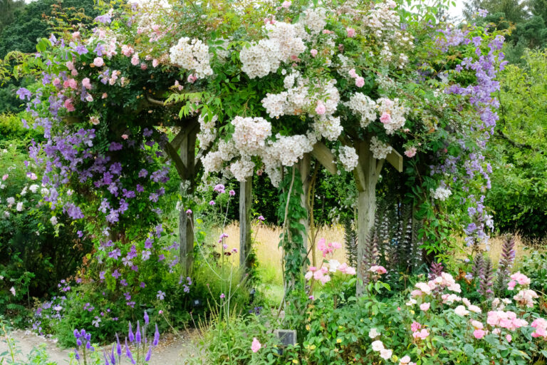 Unterpflanzung für Clematis Die besten Tipps