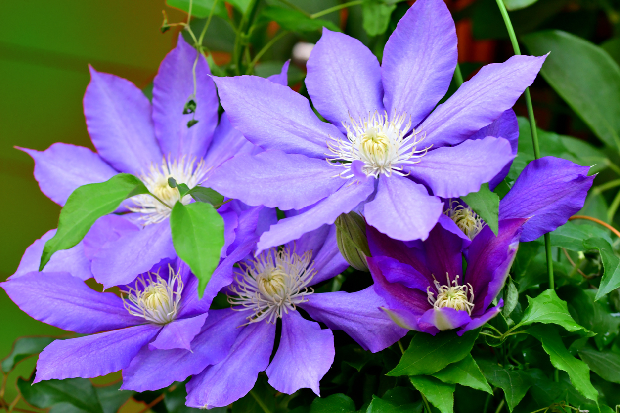 Clematis überwintern Tipps und Kurzanleitung
