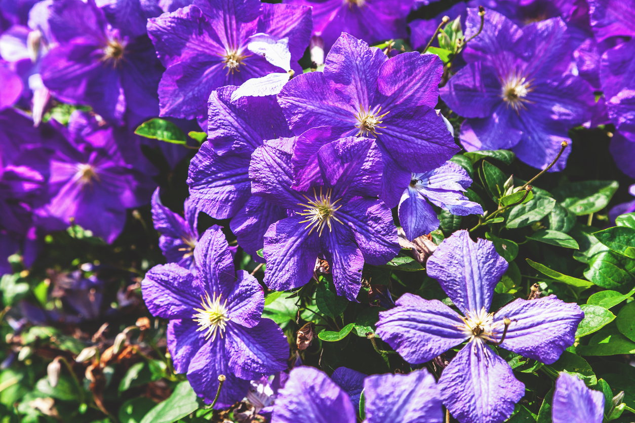 Clematis im Kübel Tipps zur Kultivierung