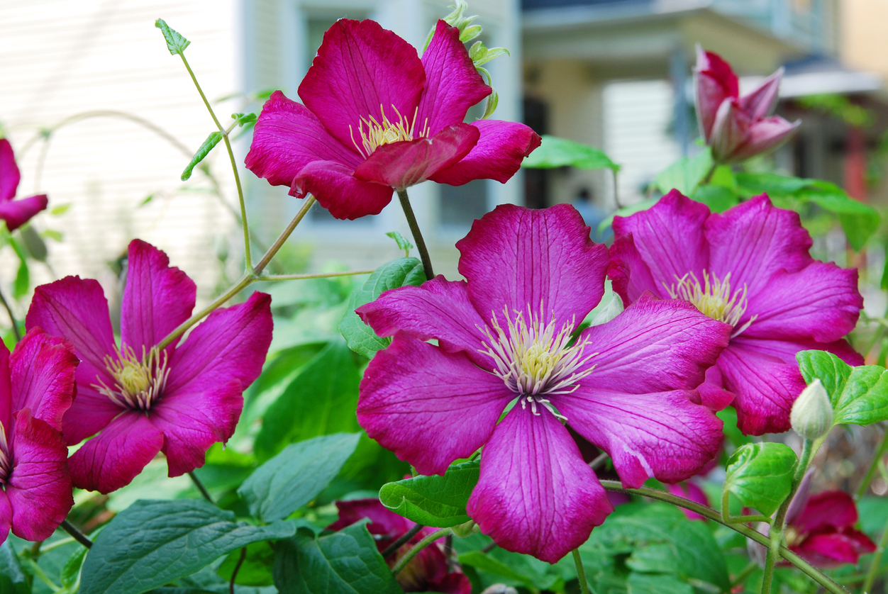 Clematis für den Schatten Diese Sorten sind