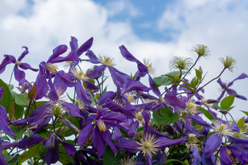 clematis-mehltau