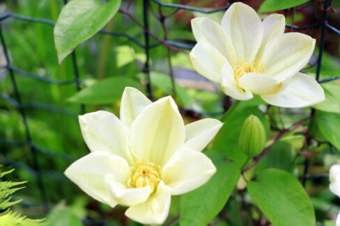 clematis-pflanzzeit