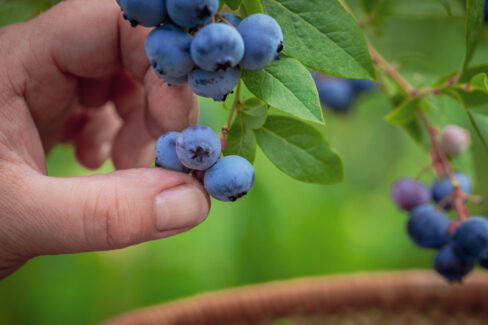 heidelbeeren-balkon