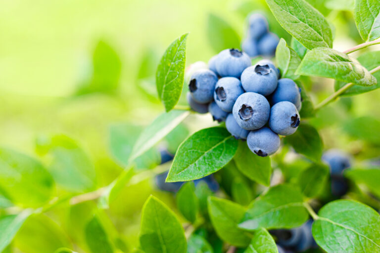 Heidelbeeren düngen So machen Sie es richtig