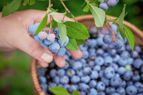 heidelbeeren-ernten