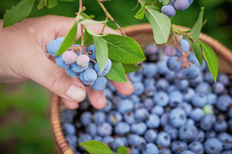 Erde für Heidelbeeren Welche ist am besten