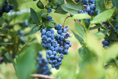 heidelbeeren-erntezeit