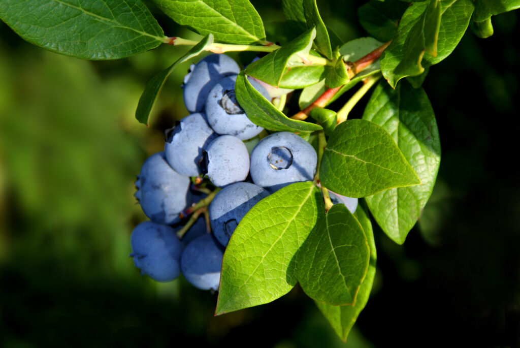 Heidelbeeren im Topf So gelingt die Kultivierung