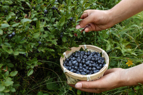 heidelbeeren-pfluecken