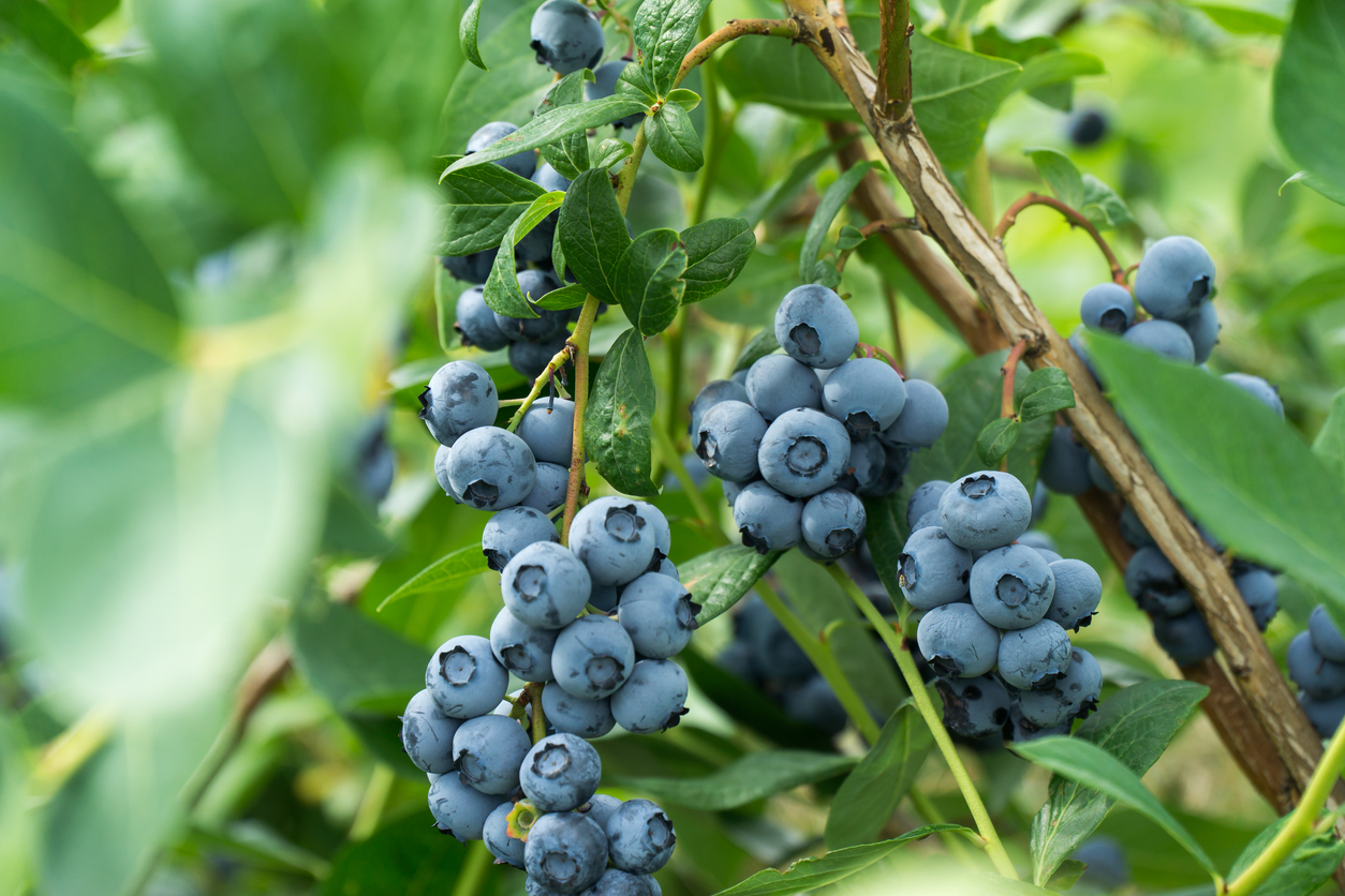 46+ Wilde Heidelbeeren Pflanzen, Als ideale pflanzzeit für die