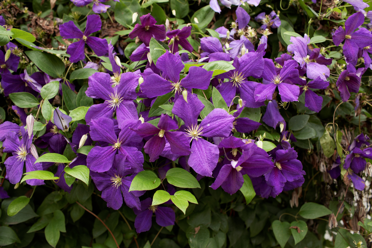 Clematis schneiden Tipps und Kurzanleitung