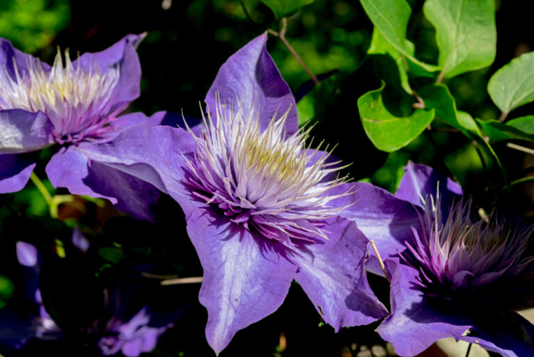 Standort Für Clematis