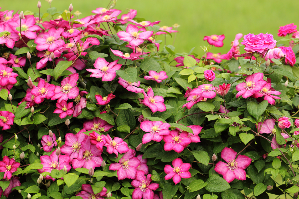 Unterpflanzung für Clematis Die besten Tipps
