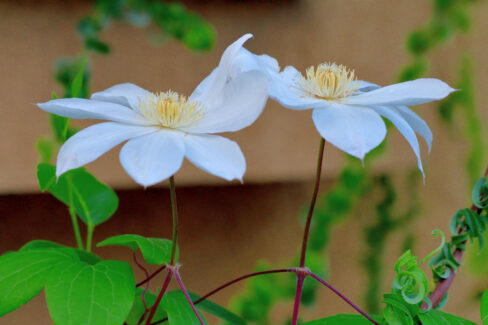 clematis-umpflanzen