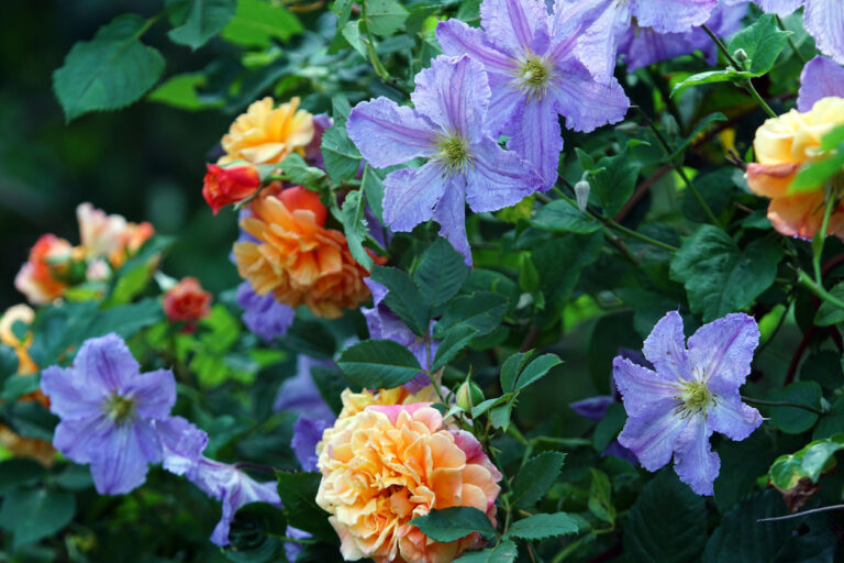 Unterpflanzung für Clematis Die besten Tipps