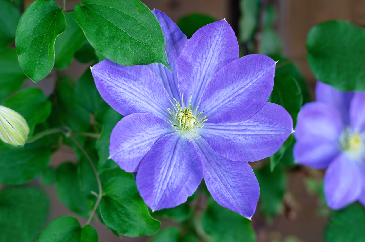 Schädlinge an der Clematis Tipps zur Bekämpfung