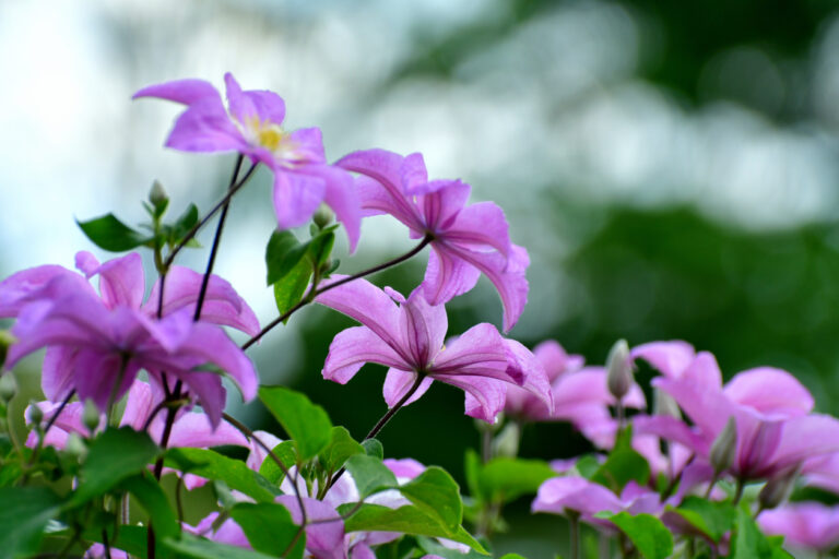 Clematis zurückschneiden Ist das bei jeder Sorte notwendig?
