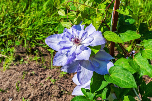 clematis-wurzeln