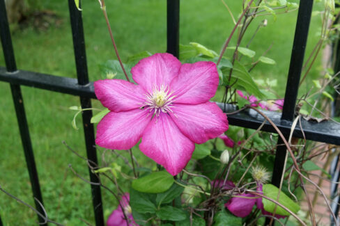 clematis-zaun