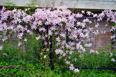 clematis-zurueckschneiden