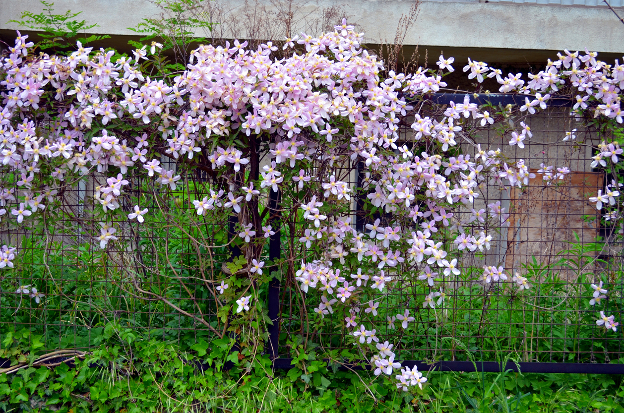 Clematis zurückschneiden Ist das bei jeder Sorte notwendig?