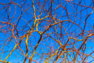 korkenzieherweide-bonsai