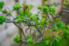 korkenzieherweide-einpflanzen