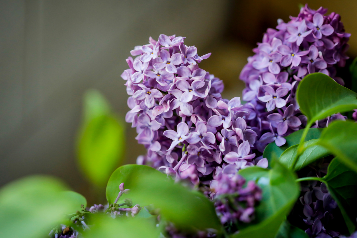 Wie Hält Flieder Länger In Der Vase Flieder in der Vase - Wie lange halten die Blumen?