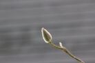 magnolie-ableger