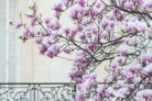 magnolie-balkon