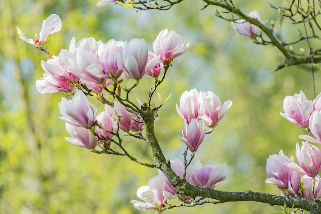 Wachstum von Magnolien Wie groß wird sie im Laufe der Zeit?