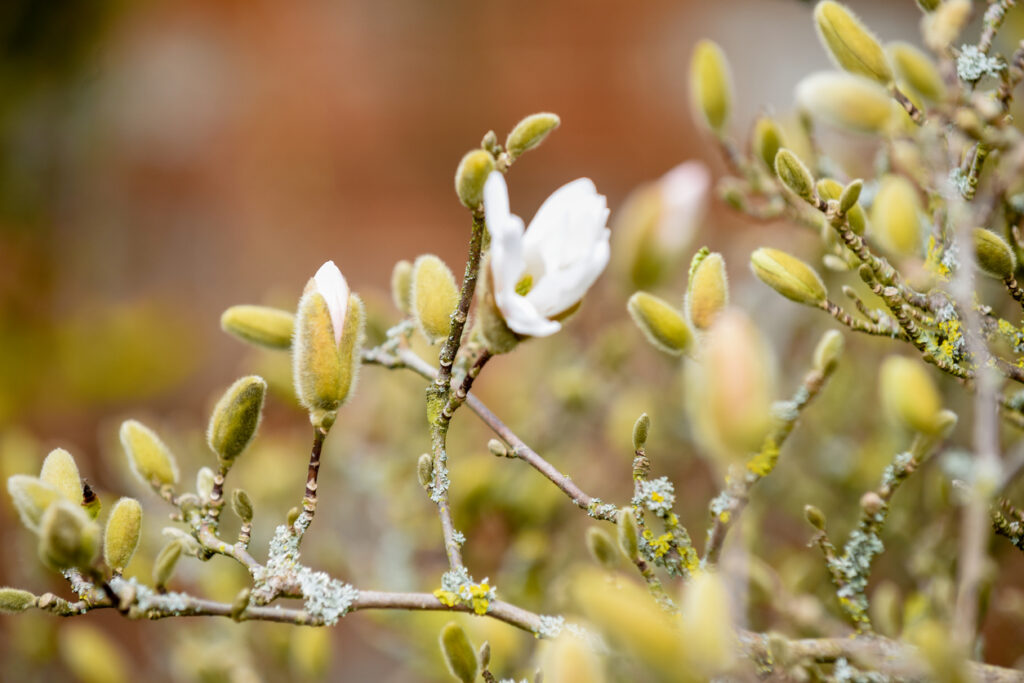 Krankheiten der Magnolie Tipps zur Pflege