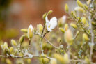 magnolie-blueht-nicht
