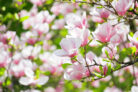 magnolie-boden