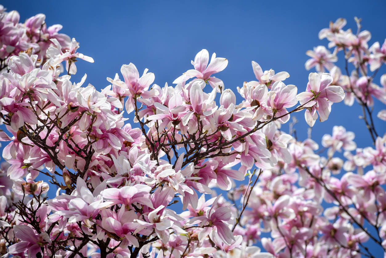 Magnolie bekommt braune Blätter Woran liegt das?