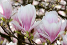 magnolie-duengen