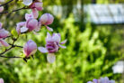 magnolie-einpflanzen