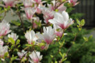 magnolie-erde