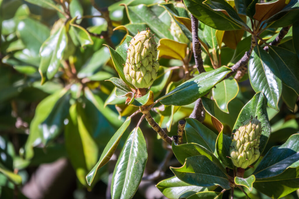 Wie Schnell Wächst Magnolie