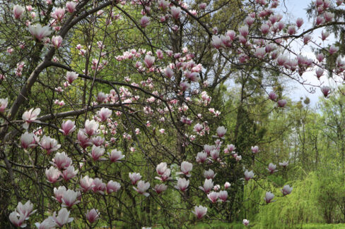 magnolie-gelbe-blaetter