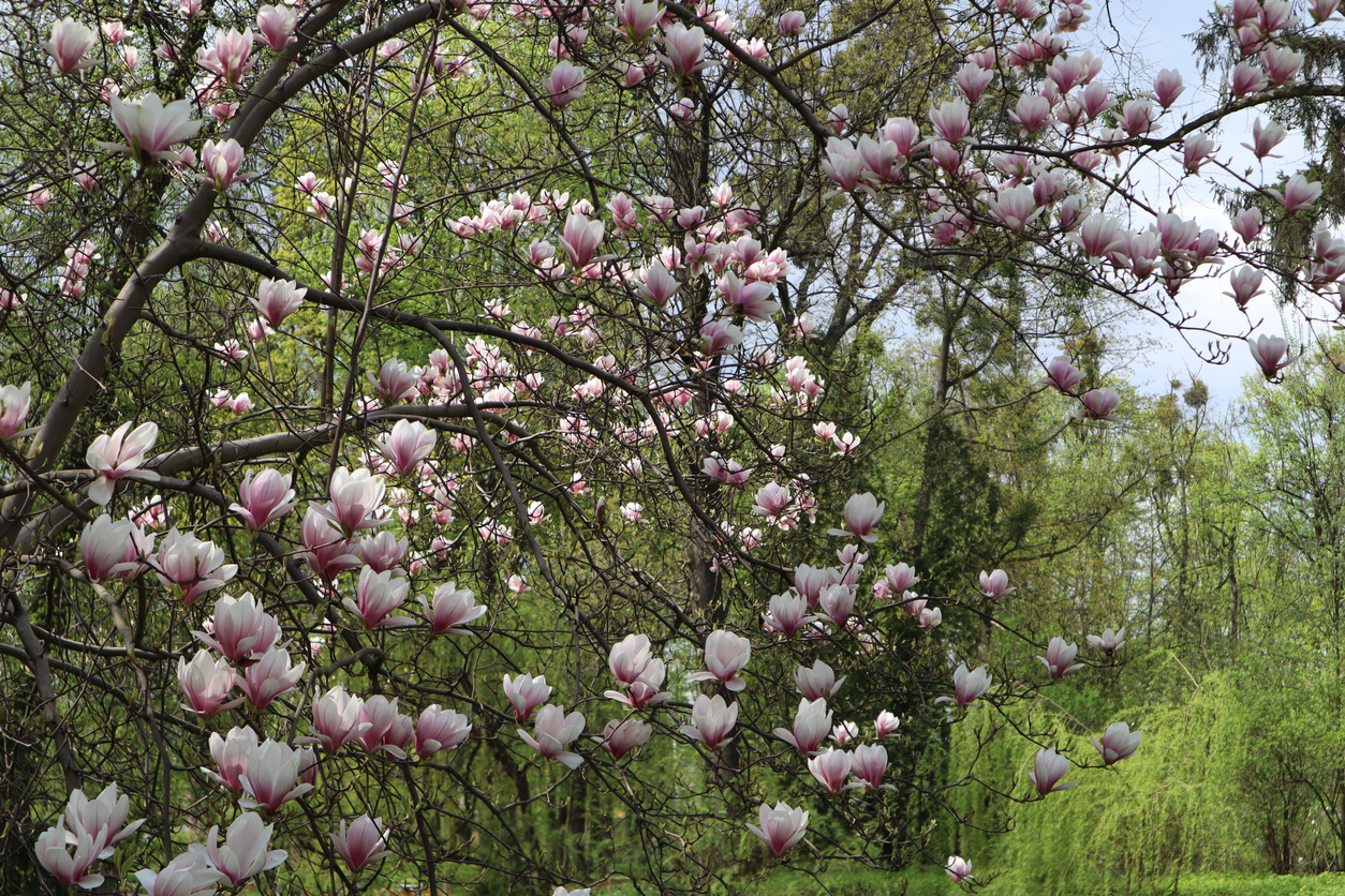 Wie Schnell Wächst Magnolie