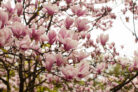 magnolie-groesse